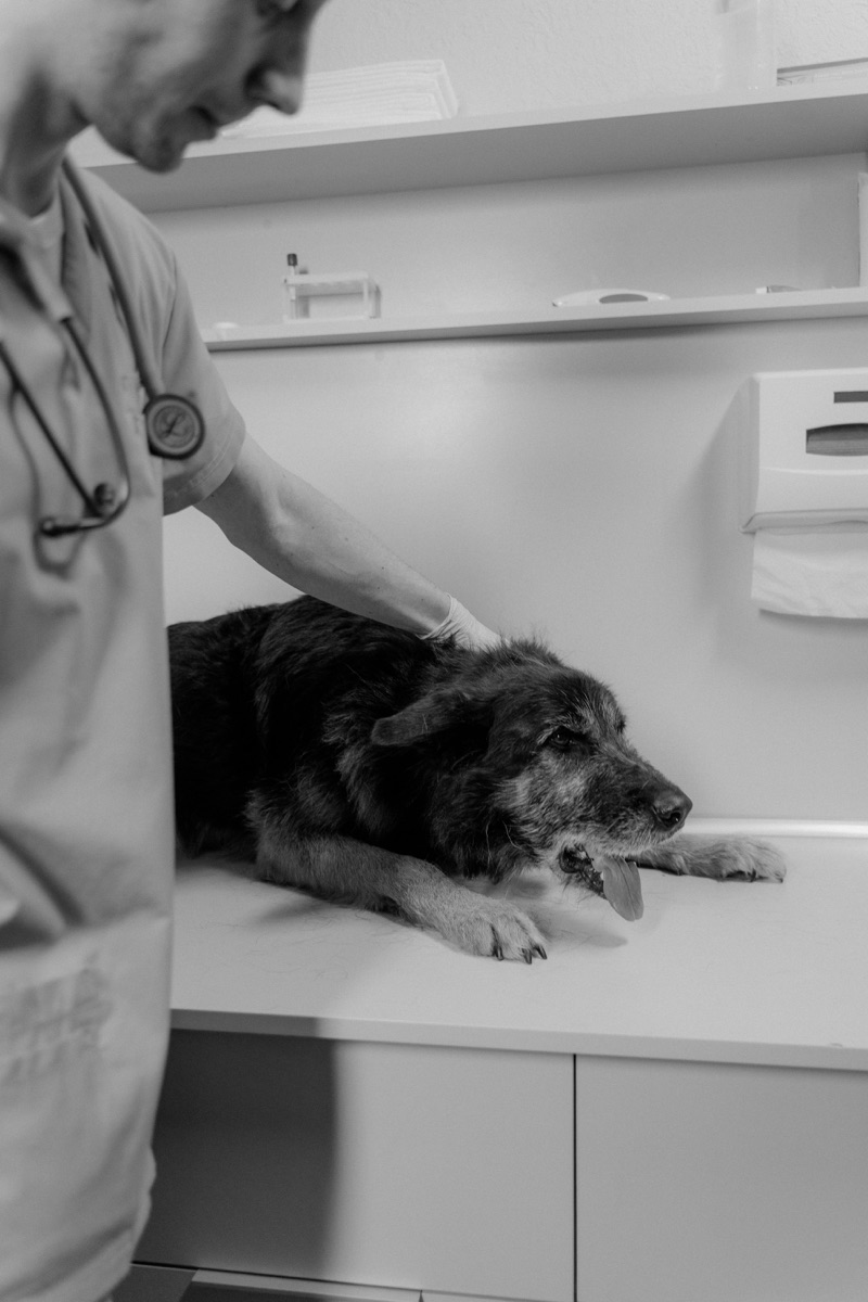 Luna at the vet clinic