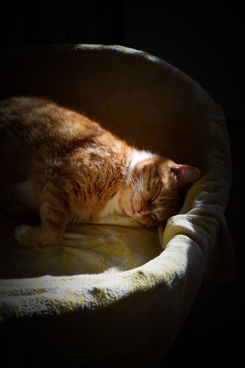 Luna napping on the sofa